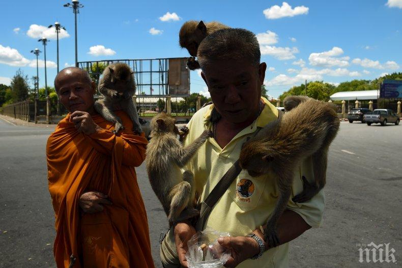 В Тайланд започнаха стерилизация на маймуни, тероризиращи туристически град