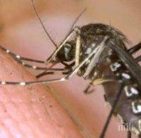 Предават ли комарите коронавирус?