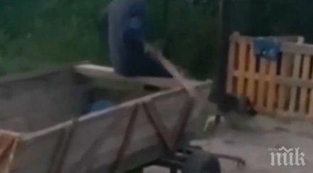 жестокост циганета впрегнаха куче тегли каруца бият лопата