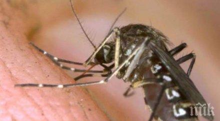 предават комарите коронавирус