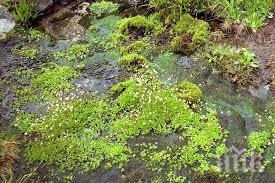 горски служители ремонтираха съоръжения витоша