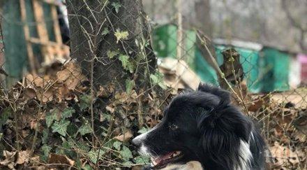 неописуема радост загубеното куче прибра дома дни неизвестност снимки