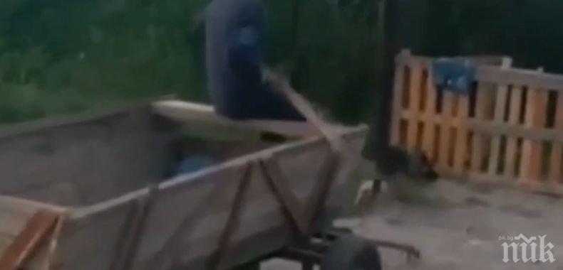 ЖЕСТОКОСТ: Циганета впрегнаха малко куче да тегли каруца, бият го с лопата 