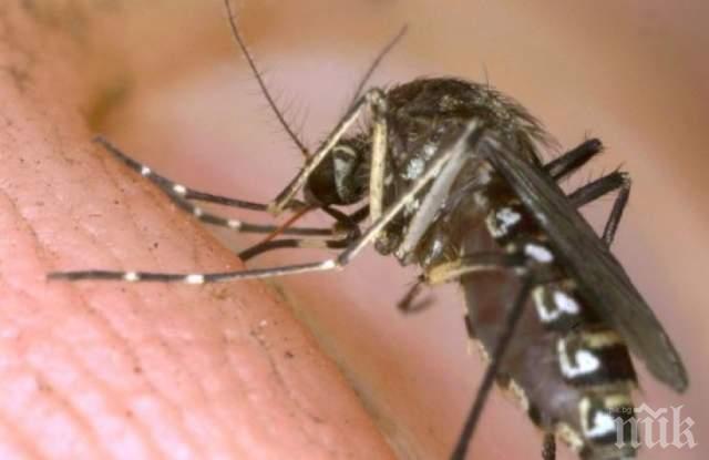 Предават ли комарите коронавирус?