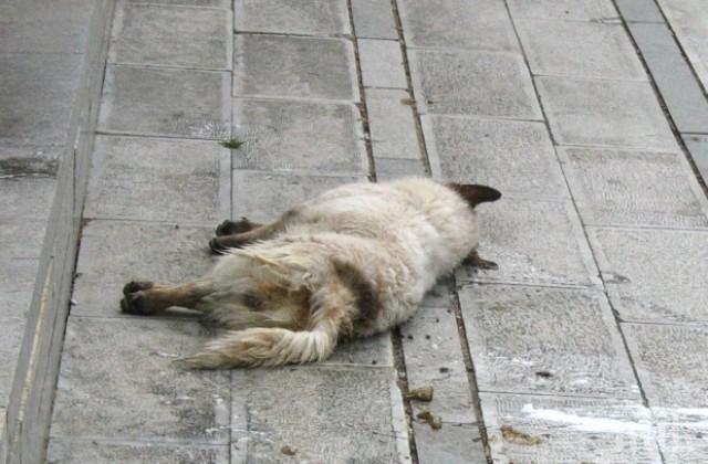 БЕЗ КАПКА ЖАЛ: Пиян мъж уби куче в Бойчиновци