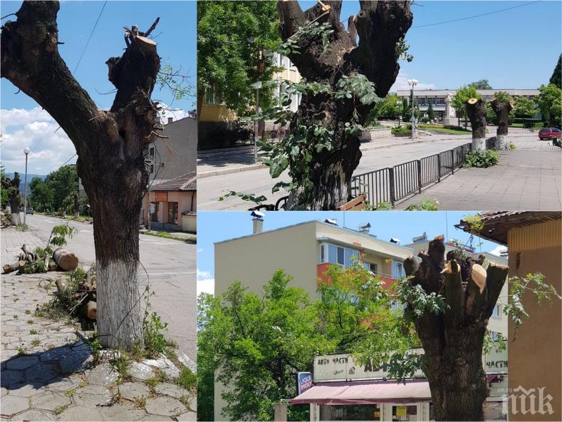 СИГНАЛ ДО ПИК: Червен кмет замесен в дивашко изсичане на дървета в центъра на Златица (СНИМКИ)