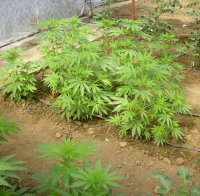 Жителите на албанско село минираха пътищата, за да си пазят марихуаната