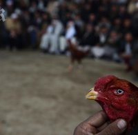 Арестуваха румънска принцеса заради бой с петли