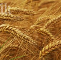 Ще има хляб, 99,2% от пшеницата е събрана