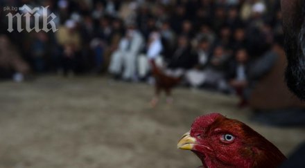 арестуваха румънска принцеса заради бой петли