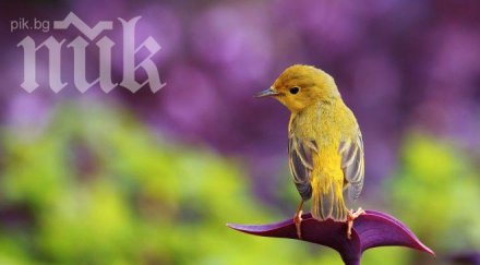 птичка спря тока летище бургас създаде паника часове