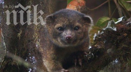 откриха ново животно еквадор