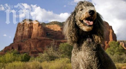 китайски зоопарк представяли боядисани кучета лъвове