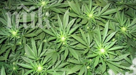 откриха нива тона канабис