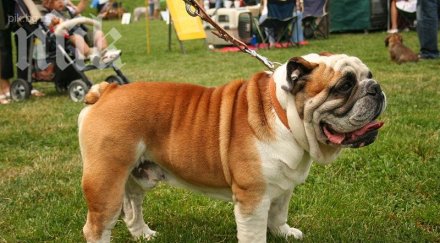 булдог нахапа дете южния парк