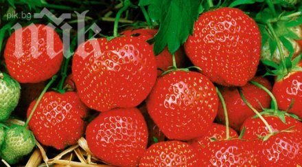 фестивал ягодата провежда смолянското село осиково