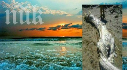 огромно непознато чудовище изхвърлено морето испания снимка