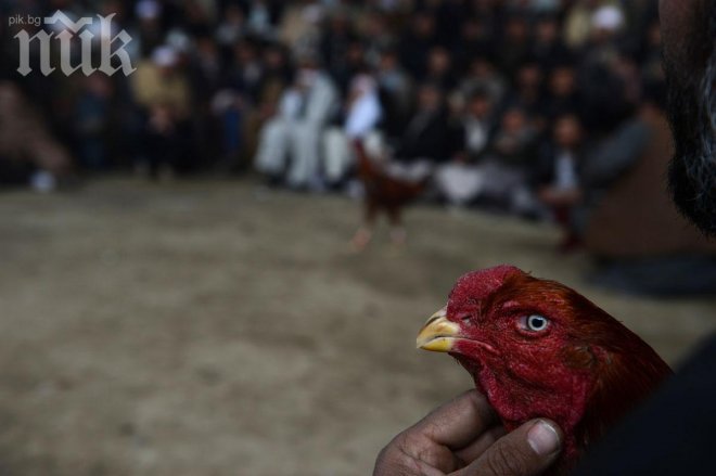 Арестуваха румънска принцеса заради бой с петли