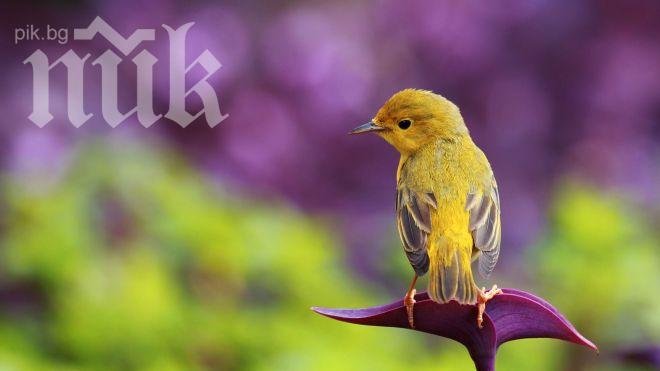 Птичка спря тока на летище Бургас и създаде паника за часове