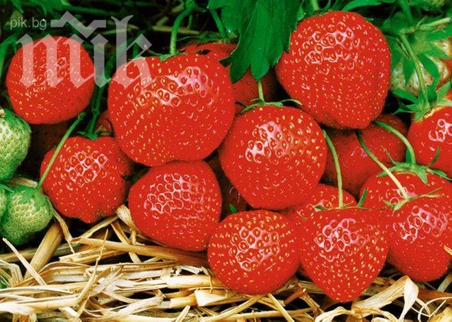 Фестивал на ягодата се провежда в смолянското село Осиково