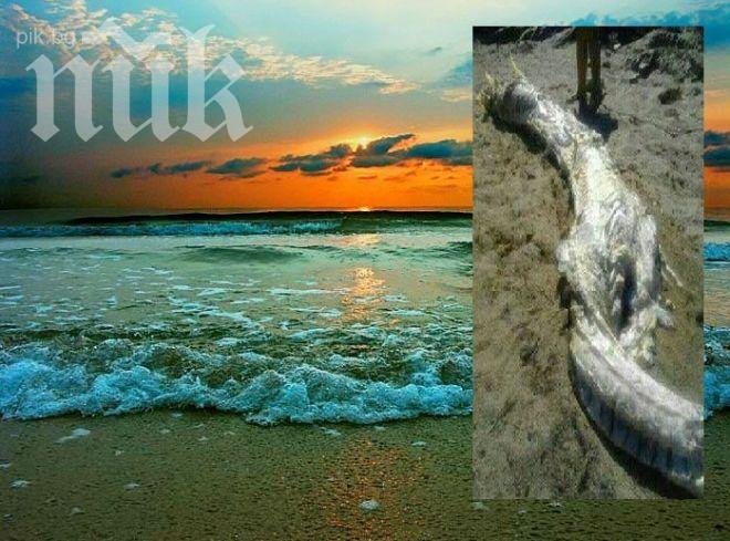 Огромно непознато чудовище бе изхвърлено от морето в Испания (снимка)