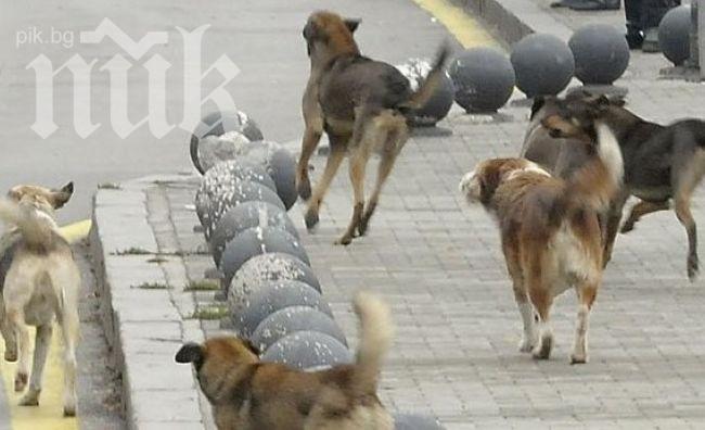Кучета нахапаха 8-годишен в Димитровград
