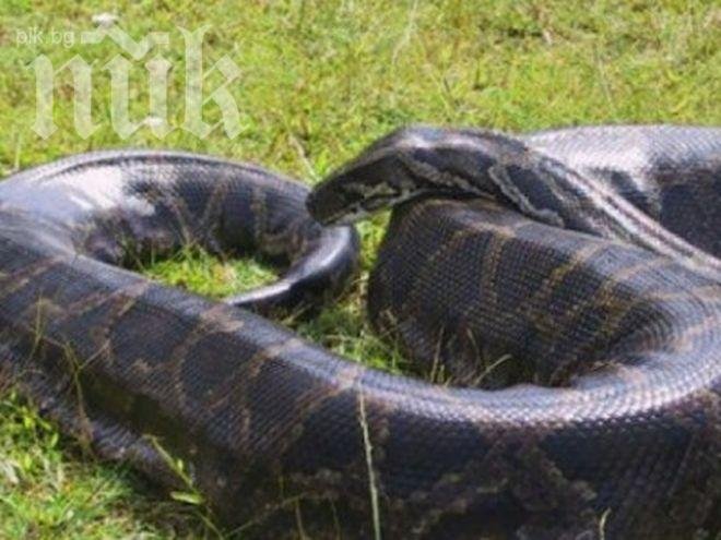 40 питона изпълзяха от хотелска стая