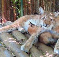 Рисчета се родиха в Софийския зоопарк