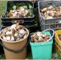 Спешното в Шумен се препълни с натровени с диворастящи гъби