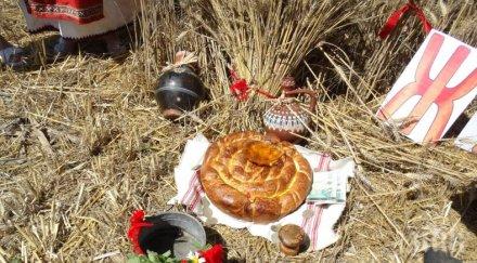 самодейци откриха жътвата уникален ритуал снимки