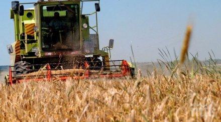 странности жътвата пшеница пловдив шабла