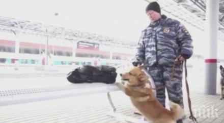 време почивка пенсионират единственото уелско корги руската полиция