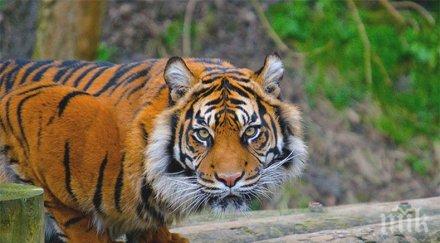 седмица отровиха два тигъра защитен вид индонезия