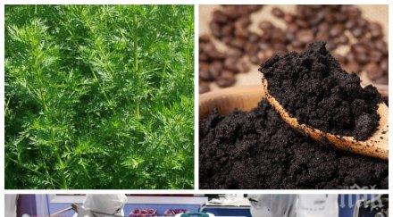 народната медицина битката covid сладък пелин кафе трепят вируса изпитват клинично