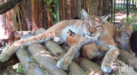 рисчета родиха софийския зоопарк