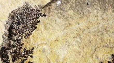 учени съживиха цвете прекарало хил години земята