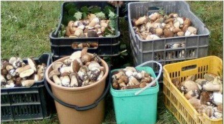 гъбите пловдив полудяха дъждовете