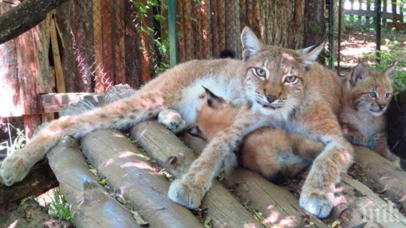 Рисчета се родиха в Софийския зоопарк