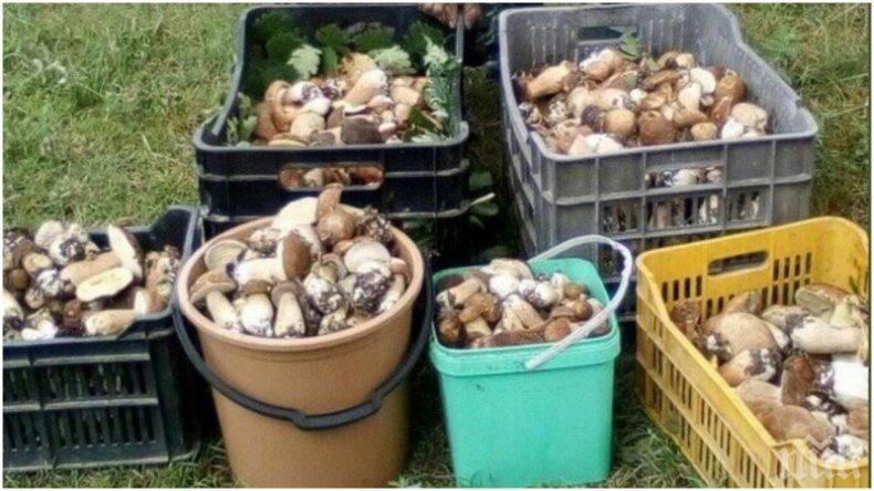 Спешното в Шумен се препълни с натровени с диворастящи гъби