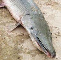 ШОК: Алигатор изплува от язовир в Кипър