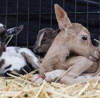 В зоопарка в Хасково черпят - роди се еленче