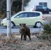 ГРУХТЯЩА НАПАСТ: Гладни глигани задигат пици в Италия