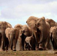 Мистериозна смърт на стотици слонове в Ботсвана