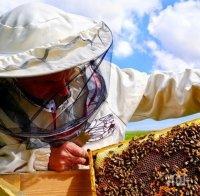 Искат по-строги наказания за отравяне на пчели