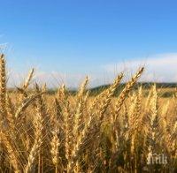Българските зърнопроизводители готови за протест в Брюксел