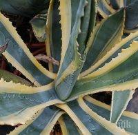 Кралско агаве разцъфтя в Университетската ботаническа градина в Балчик