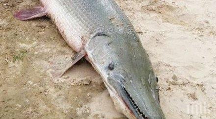 шок алигатор изплува язовир кипър