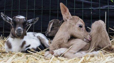 зоопарка хасково черпят роди еленче