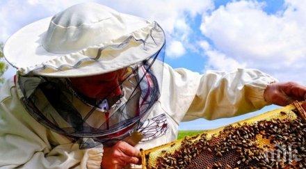 искат строги наказания отравяне пчели