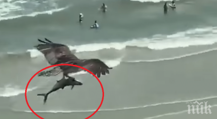 невиждано орел сграбчи акула прелетя нея оживен плаж видео